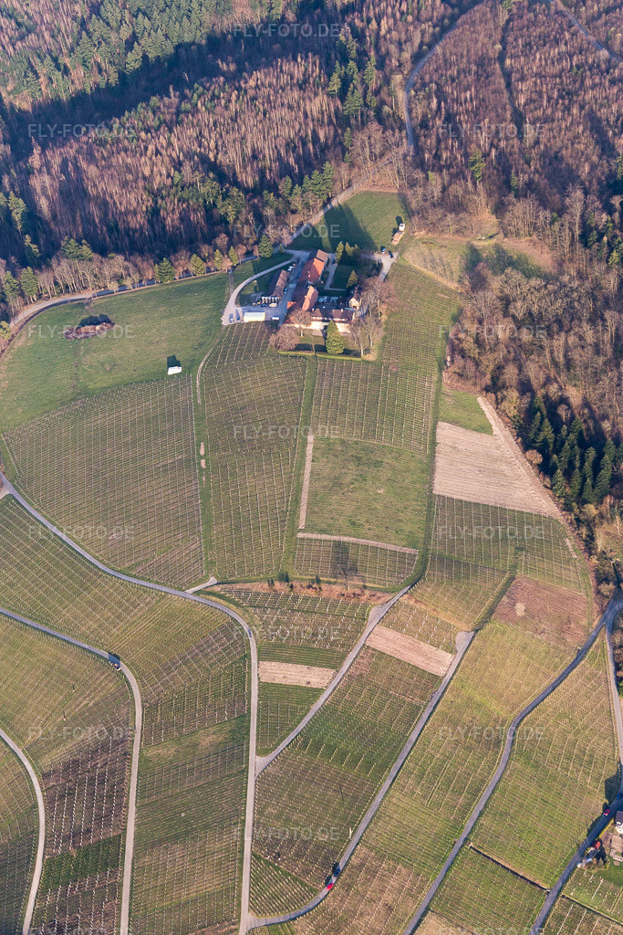 Luftbild: Weinberge des Weingut Nägelsförst - Landschaft der Winzer- Gebiete im Ortsteil Varnhalt in Baden-Baden im Bundesland Baden-Württemberg in Deutschland. Foto: IMG_097742.jpg vom 16.03.2017 durch Werner Riehm/FLY-FOTO.de