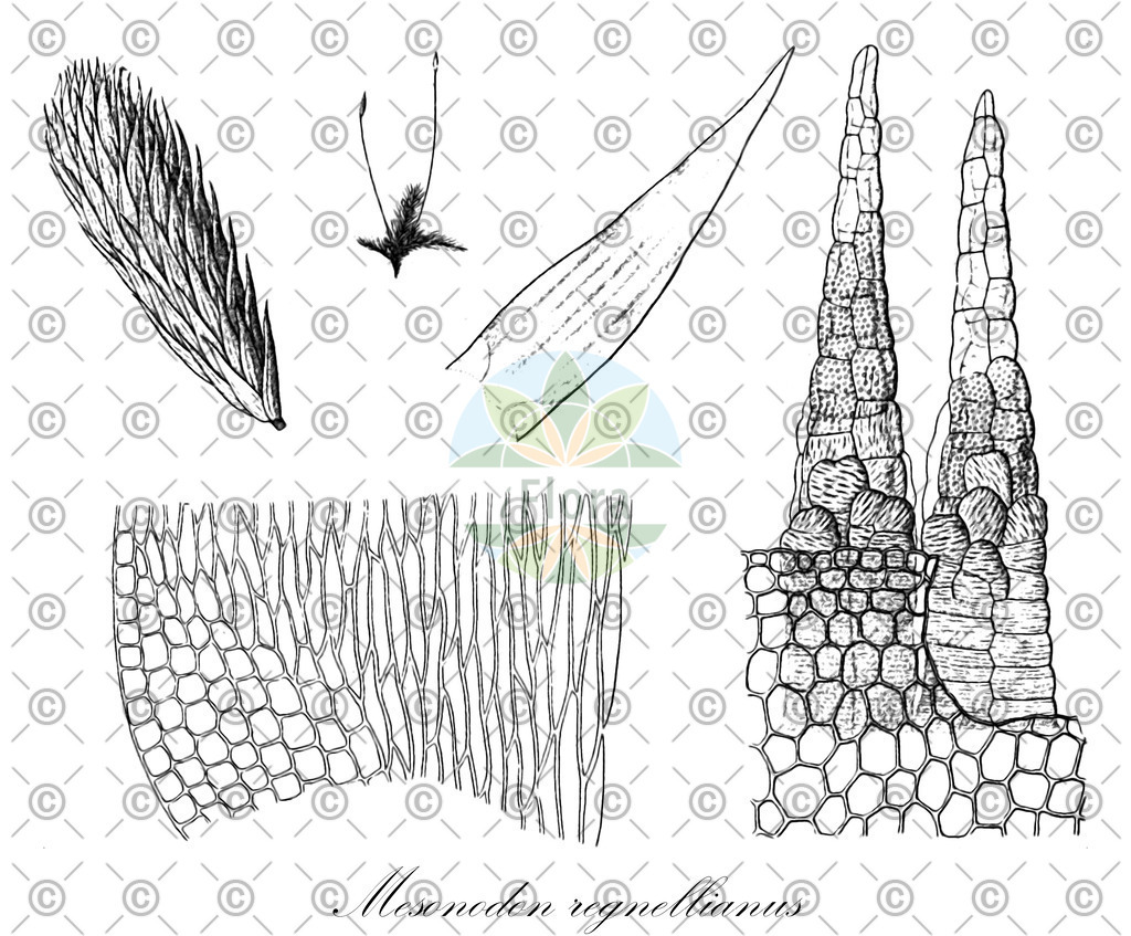 HistAbb_5PWC_2_ENZY_Simple | Historische Abbildung von Mesonodon regnellianus - Entodontaceae | Historical Illustration of Mesonodon regnellianus - Entodontaceae
