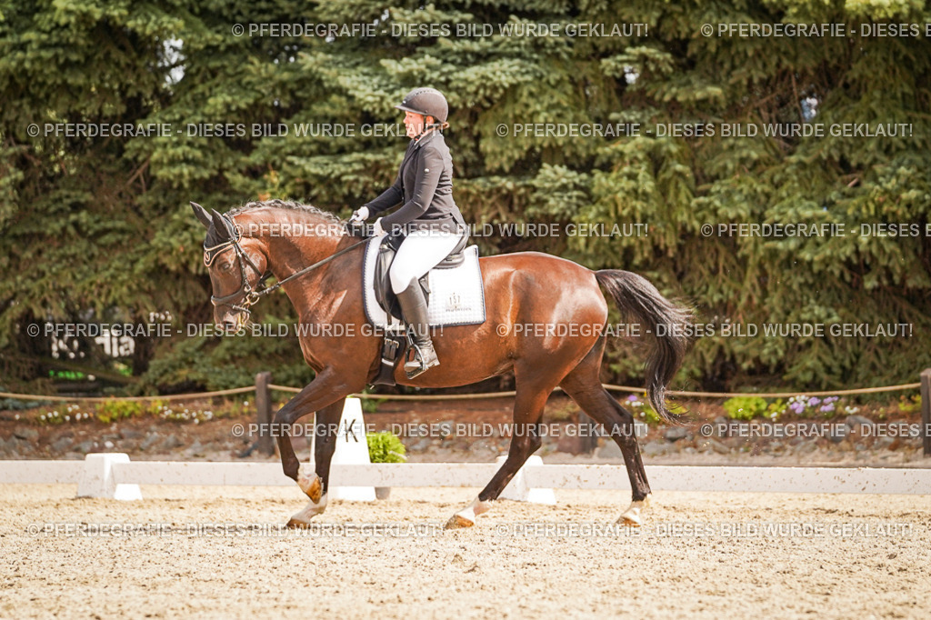 DSC01530 | Pferdegrafie