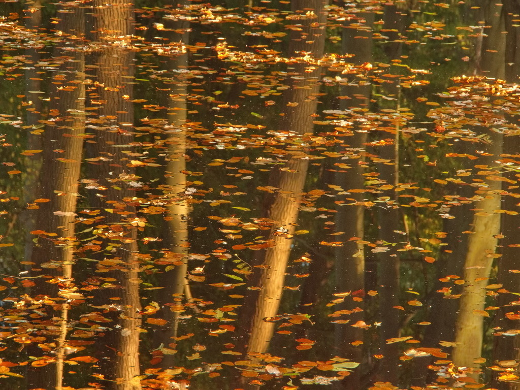 Ein Wald im Teich | Baumstämme spiegeln sich in einem Teich, auf dem Laub liegt. - Realisiert mit Pictrs.com