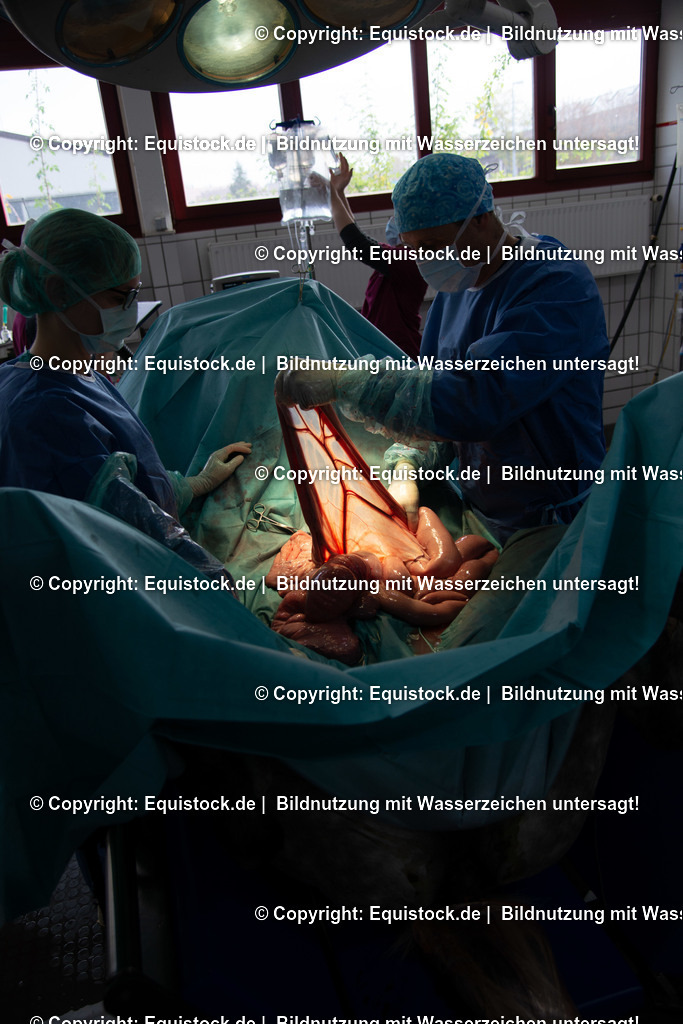 20191022_Kolik_OP_0086 | equistock