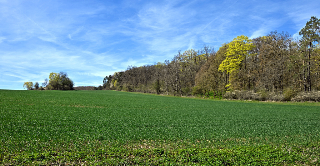 Landschaft01p-1 | greenwatching-with-luci - Realisiert mit Pictrs.com