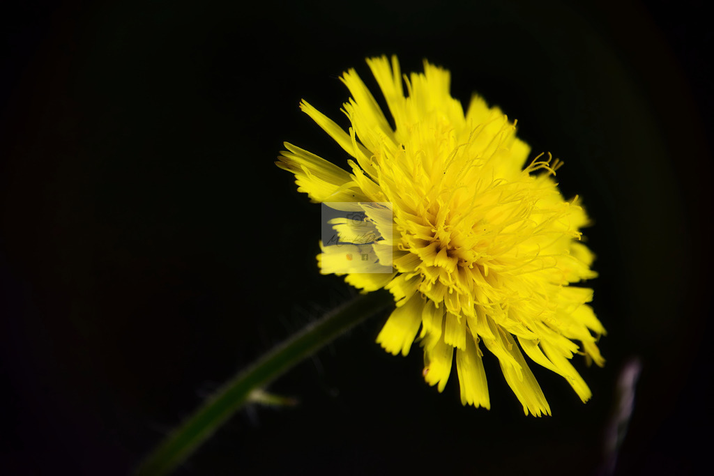 Makro - floral (59) | Buche Fotoshootings und entdecke hochwertige Fotoprodukte bei Mathias Ku Photos. Personalisiert, kreativ & mit Liebe zum Detail. Jetzt informieren! - Realisiert mit Pictrs.com