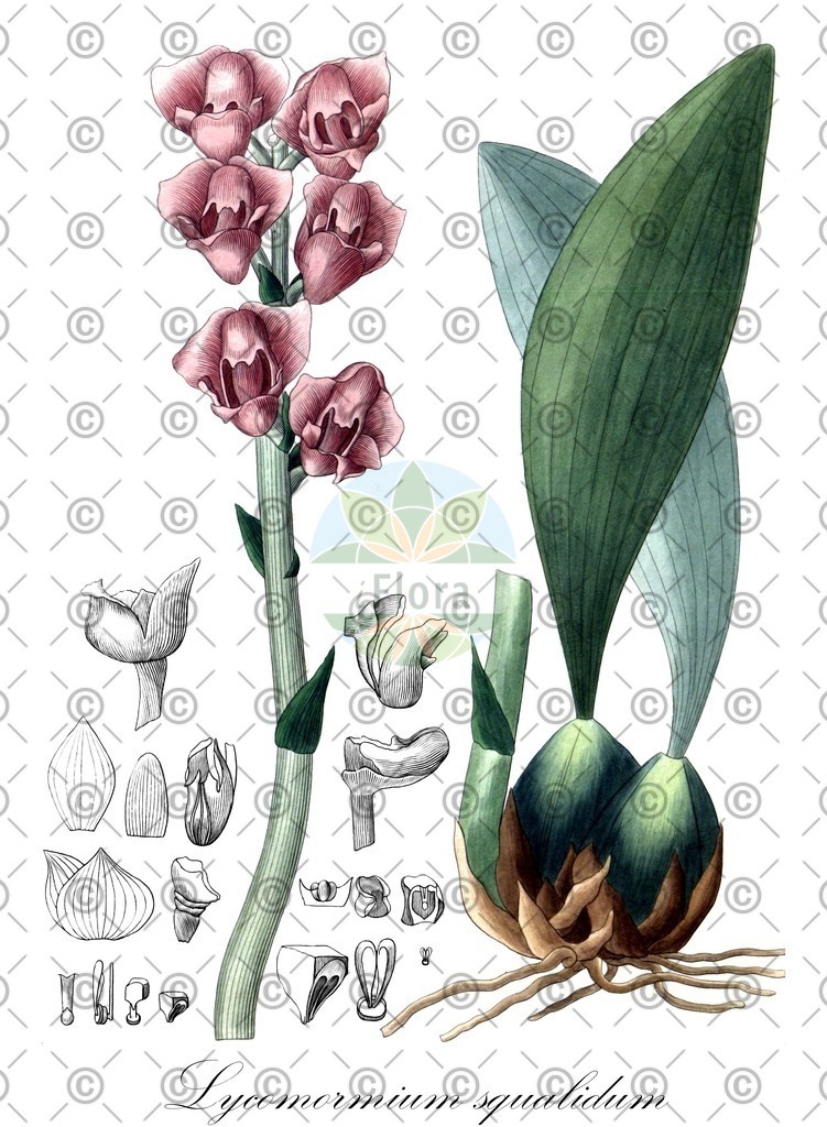 HistAbb_wfo-0001107341_1_ENZY_Simple | Historische Abbildung von Lycomormium squalidum - Orchidaceae | Historical Illustration of Lycomormium squalidum - Orchidaceae