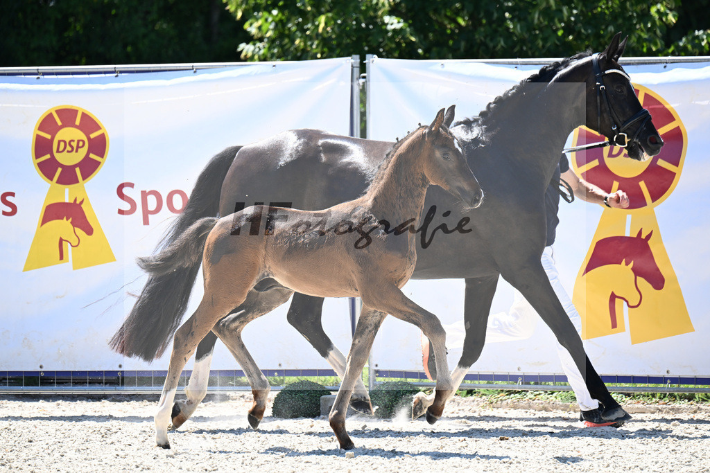 Kat-Nr. 24 Va Bene x Dante Weltino_HF_Winklmaier_24250556 | hf-fotografie - Realisiert mit Pictrs.com