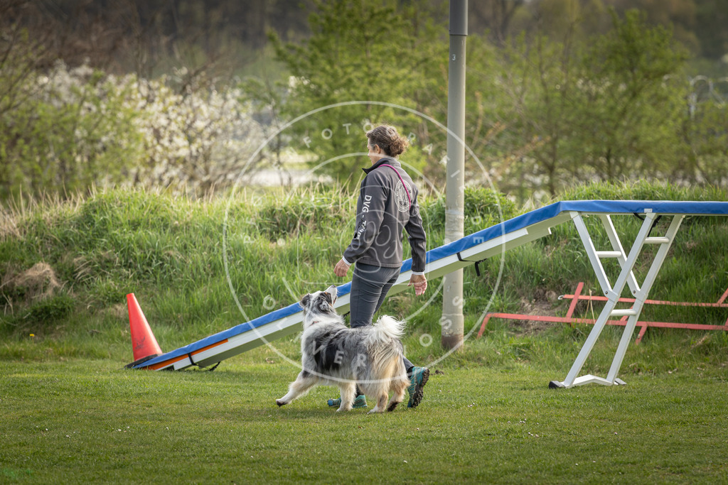 Pfotenfotografie_DV3A4901 | Hundefotografie, Tierfotograf, Pfotenfotografie, Fotoshooting Hund, Hunde Portrait, Hundesport, Hundeportraits, Heideshooting, Hunde, Sportfotograf, Hundefotograf, Turnierhundsport, THS,  - Realisiert mit Pictrs.com