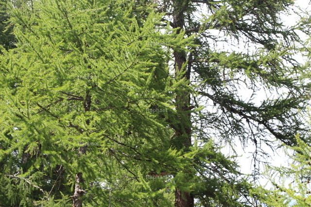 IMG_3317 | Raphael - Realisiert mit Pictrs.com