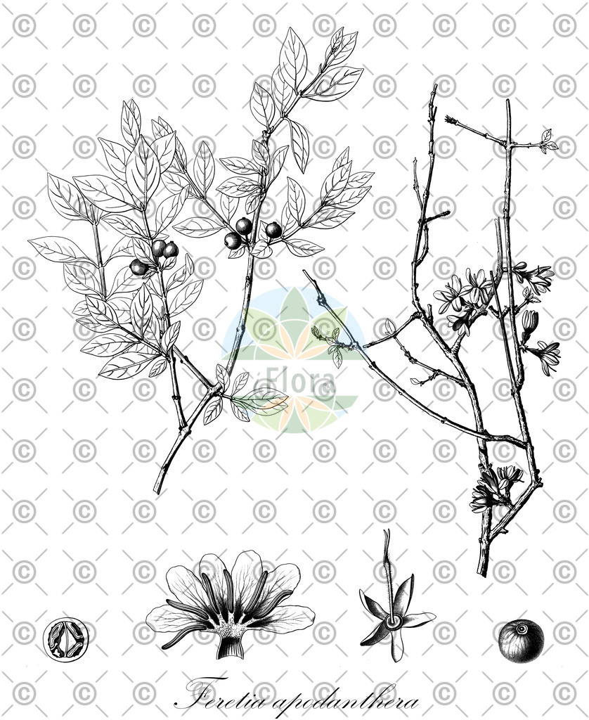 HistAbb_wfo-0000967038_1_ENZY_Simple | Historische Abbildung von Feretia apodanthera - Rubiaceae | Historical Illustration of Feretia apodanthera - Rubiaceae