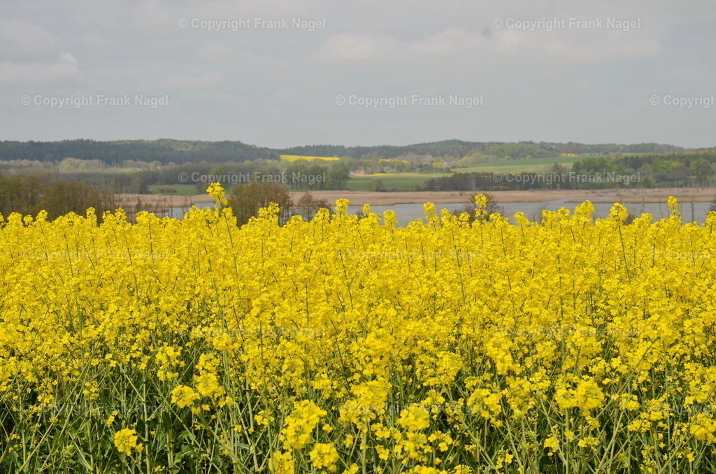 Rapsfeld | Blühende Rapsfelder auf der Insel Rügen sind  typische Landschaftsbilder - Realisiert mit Pictrs.com
