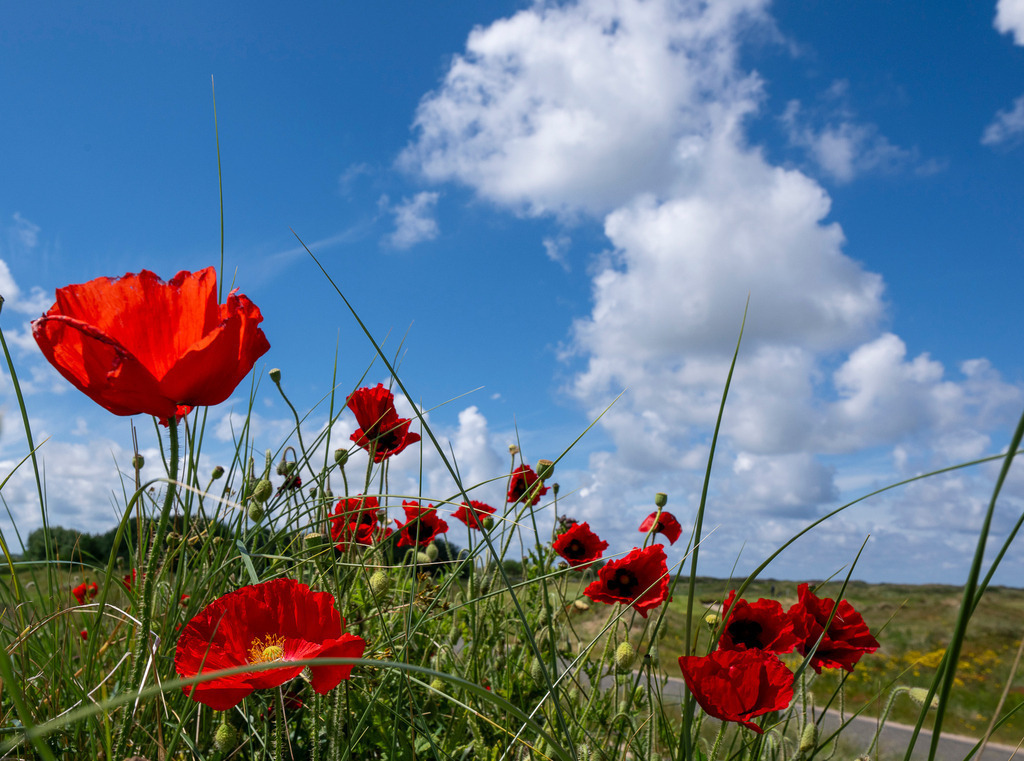 260610_Texel_8400_mr | Entdecke exklusive Fotografie im muebri Shop: Stimmungsvolle Motive  Naturaufnahmen und mehr. Jetzt hochwertige Wandbilder und Fotoabzüge online kaufen! - Realisiert mit Pictrs.com