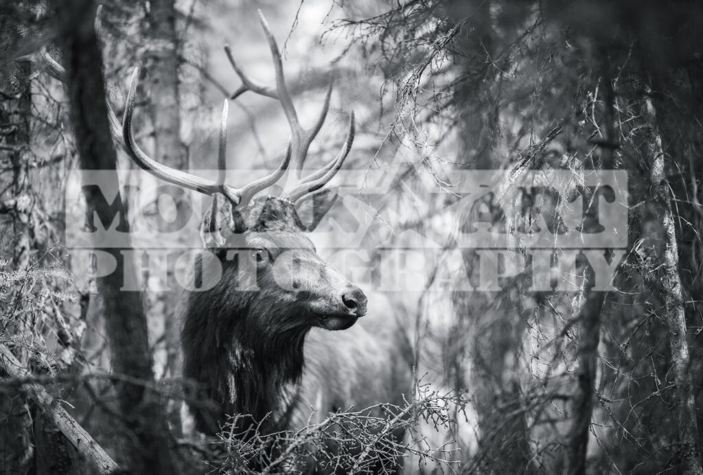1-12-1025-693 | morakartphoto