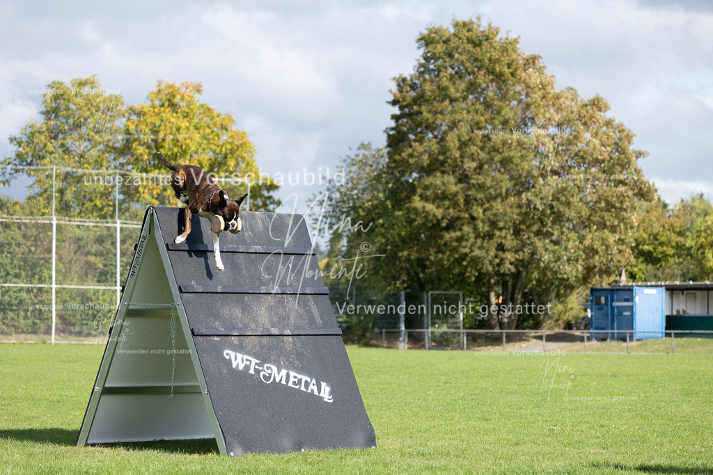 _16A6921 | Einzigartige Fotos von Hunden & Menschen –Actionfotos, Portraits, Vereinsaufnahmen & Paarshootings – authentisch, lebendig & mit Herz.