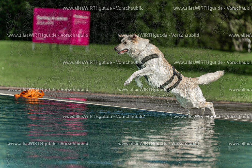 Hundeschwimmen_Volksbad_2026-allesWIRTHgut_Tierfotografie-2609061550-7R501954 | Professionelle Tierfotografie in Mönchengladbach von Daniel Wirth (allesWIRTHgut). Liebevolle & natürliche Bilder von Hunden & Katzen für unvergessliche Erinnerungen.