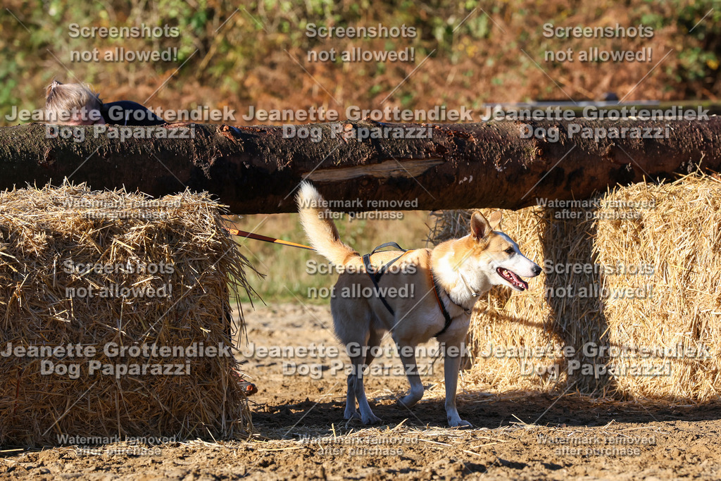 Dog Paparazzi - Strongdog 10-25-1311 | Dog Paparazzi Jeanette Grottendiek Fotografie & Videografie - Realisiert mit Pictrs.com