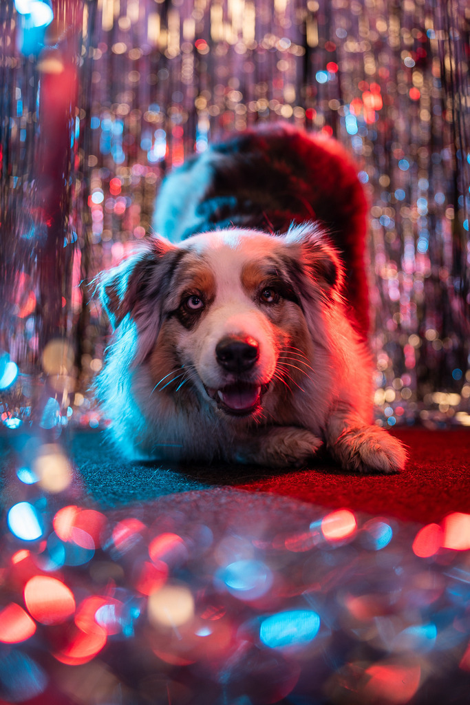 allesWIRTHgut Tierfotografie - 7IV01572 | Professionelle Tierfotografie in Mönchengladbach von Daniel Wirth (allesWIRTHgut). Liebevolle & natürliche Bilder von Hunden & Katzen für unvergessliche Erinnerungen.