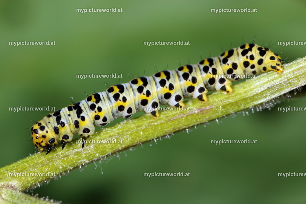 Shargacucullia scrophulariae-003 | Das Bilderarchiv über Tiere, Planzen und Landschaften. In der Bilddatenbank finden Sie ein große Auswahl an hochwertigen Bilder für Ihre Werbung - Realisiert mit Pictrs.com