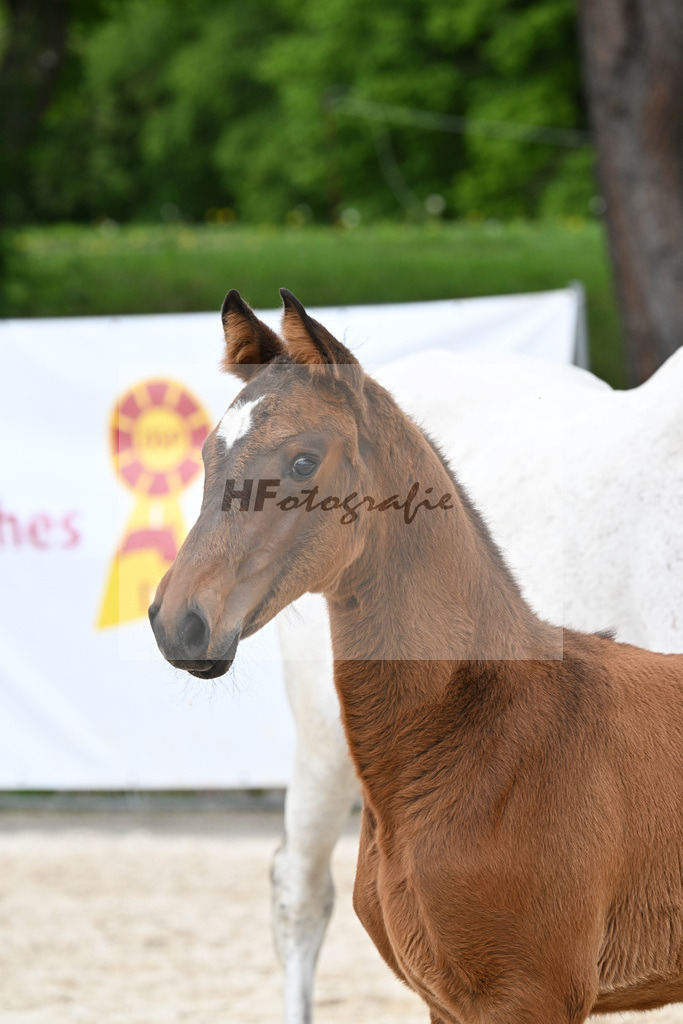 Kat-Nr. 8 SF Cape Calidus x Clearway_Gut Kaltental_24260869 | hf-fotografie - Realisiert mit Pictrs.com