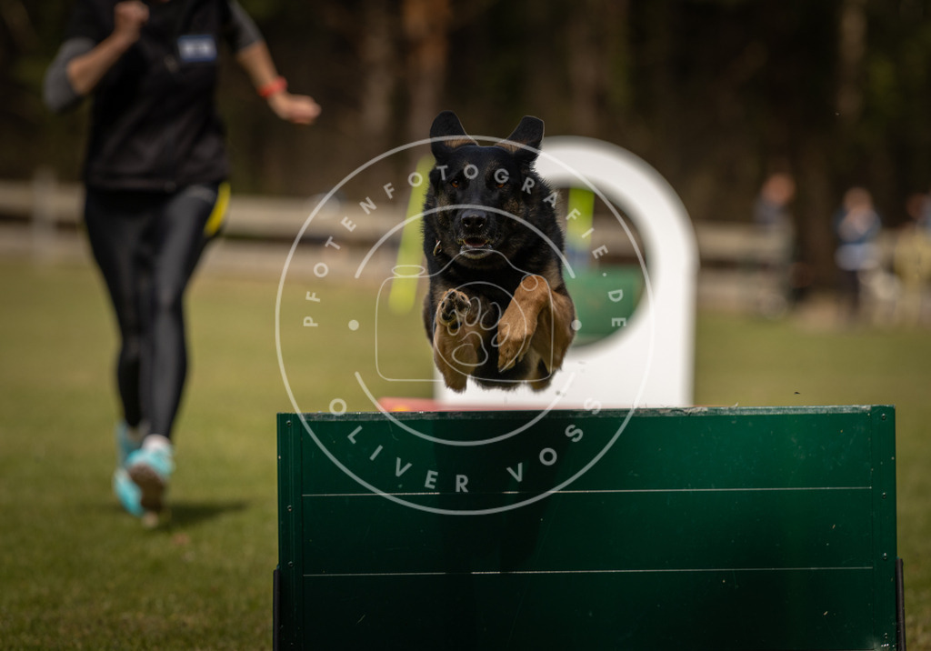 Pfotenfotografie_DV3A5167 | Hundefotografie, Tierfotograf, Pfotenfotografie, Fotoshooting Hund, Hunde Portrait, Hundesport, Hundeportraits, Heideshooting, Hunde, Sportfotograf, Hundefotograf, Turnierhundsport, THS,  - Realisiert mit Pictrs.com