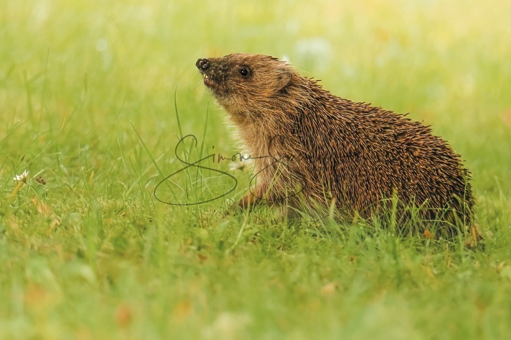 Braunbrust Igel | Simone Sperber, svb-photography,Fotografin,Bilddesignerin,Naturfotografie,Macrofotografie,Tierfotografie,Wildtierfotografie,Ausstellungen,Auftragsfotografie,Kunst,Art,Photographer,Shootings,Bildberatbeitung,Galerie,Shop