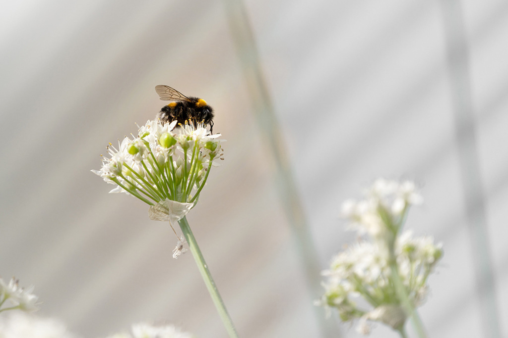 Erdhummel auf Allium | Deutschland | Premium-Wandbild von justsomewhere.com: Eine Dunkle Erdhummel thront auf einer weißen Allium-Blüte in einer hellen, minimalistischen Querformat-Komposition mit weich verschwommenen Blütenknospen im Vorder- und Hintergrund. - Realisiert mit Pictrs.com