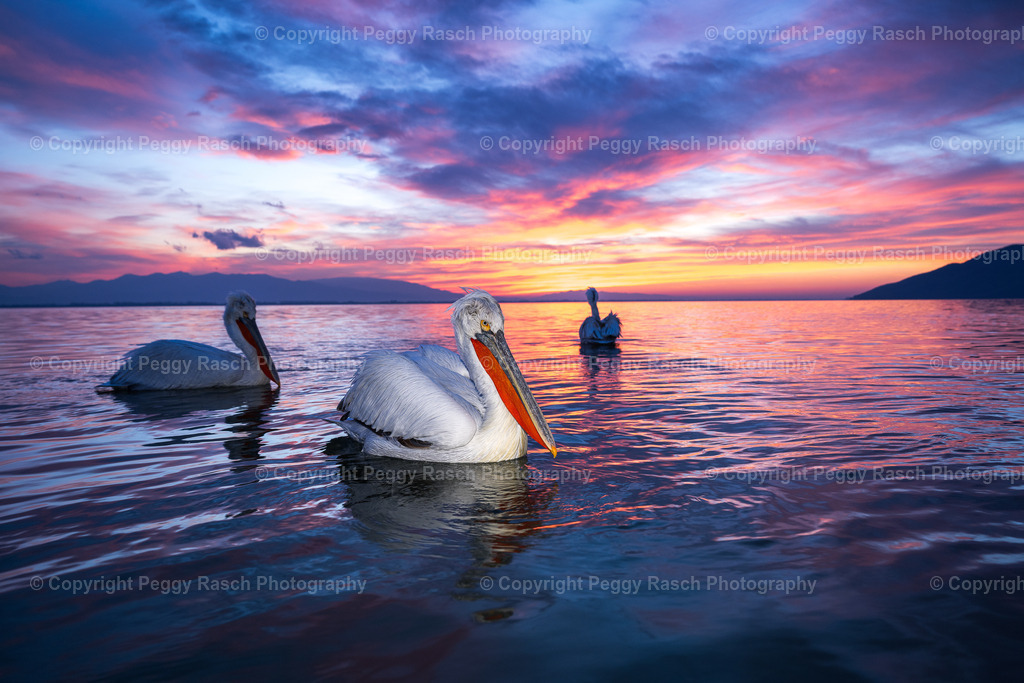 Pelikane_2024_groß-72 | PeggyRaschPhotography - Realisiert mit Pictrs.com