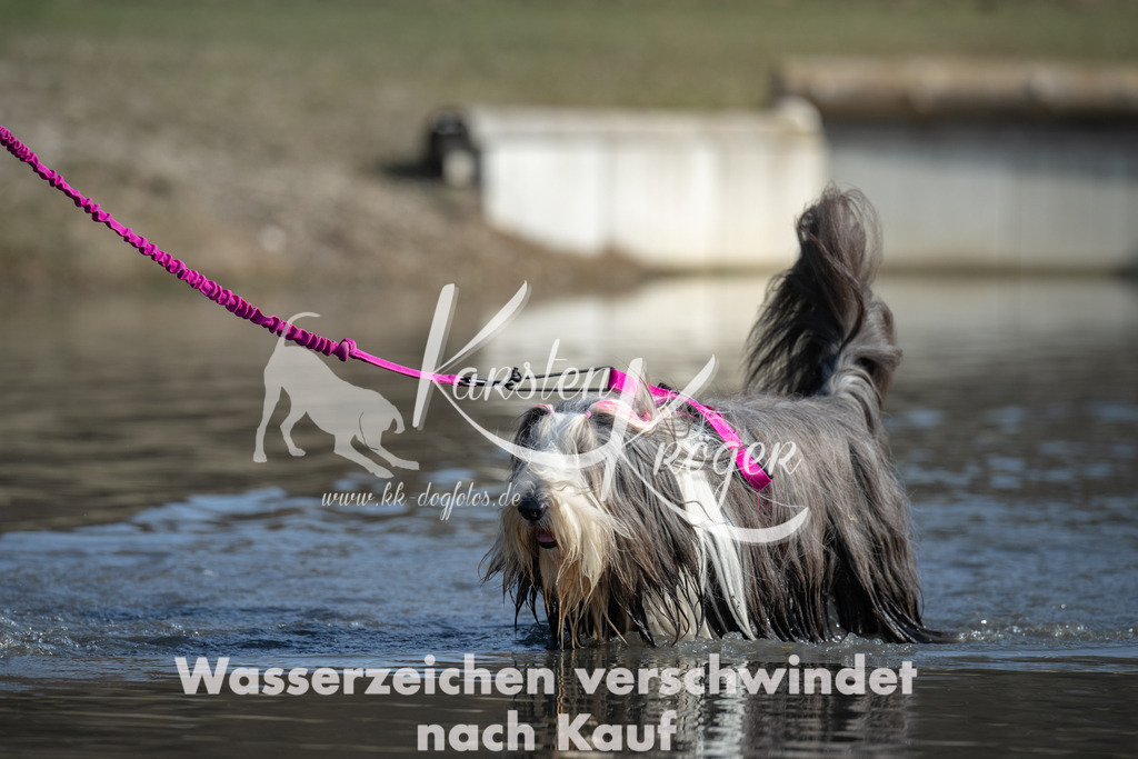 1329_ZZ96467 | kk-dogfotos