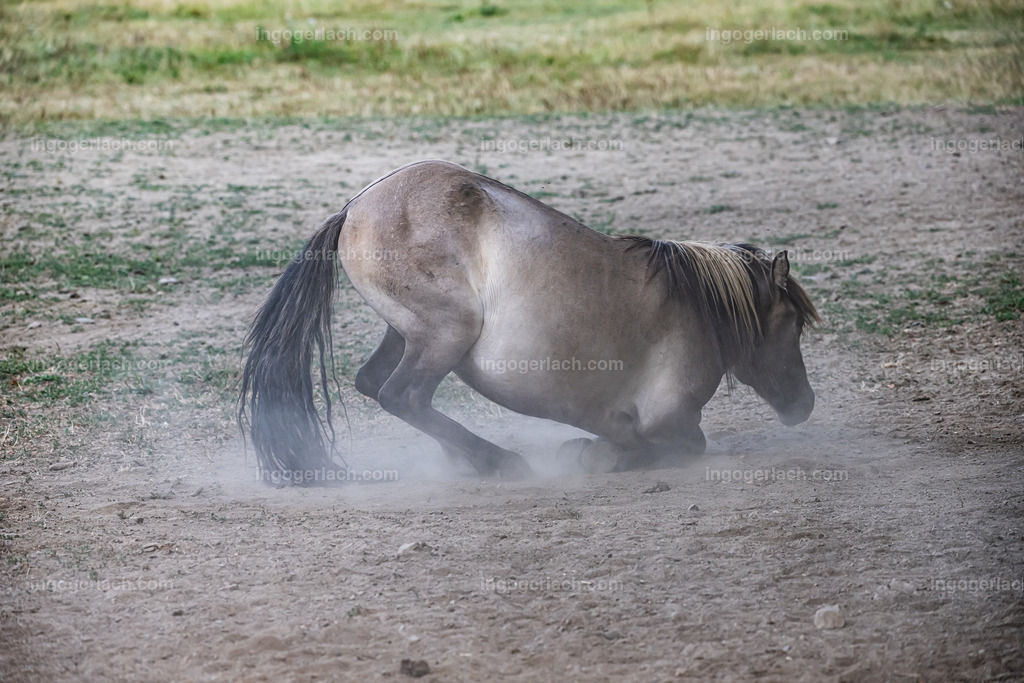 NZ9_9552 | Betzdorf(Deutschland Der deutsche Naturfotograf  Ingo Gerlach/69 aus Betzdorf in Deutschland war Anfang August 2022 auf dem Weg zu „seiner“ Herde mit Islandhengsten. Diese Herde mit rund 14 Hengsten fotografiert Gerlach bereits seit mehreren Jahren. Diesmal wollte der Naturfotograf schauen wie es den Hengsten geht. Es war der heißeste August seit Beginn der Wetteraufzeichnung. Das Thermometer zeigte an diesem Vormittag bereits 38 Grad an. Die Hitze würde sicherlich auch den Tieren zu schaffen machen. Als Gerlach an der sehr weiträumigen Weide ankam sah er schon die Staubwolken. Schnell positionierte er die Nikon Z9 mit dem Superzoom 180 bis 400mm und einschwenkbarem Konverter auf seinem Stativ. Schnell hatte er die ersten Bilder auf der Speicherkarte. Das Verhalten der Hengste war typisch für die Isländer. Sie wälzten sich im Staub um lästiges Ungeziefer los zu werden. Zudem kühlte die Staubschicht auf der Haut auch ein wenig. Obwohl reichlich Staub vorhanden war, kämpften die Hengste immer wieder um den besten und staubigsten Platz.  Dadurch das der Staub in die Höhe ging ergaben sich „herrliche Fotos. Als der Fotograf seine Bilder im Kasten hatte checkte er noch ob die Hengste auch genügend Wasser zur Verfügung hatten, Hatten sie. Ein Brunnen lieferte das lebensnotwendige Nass. 