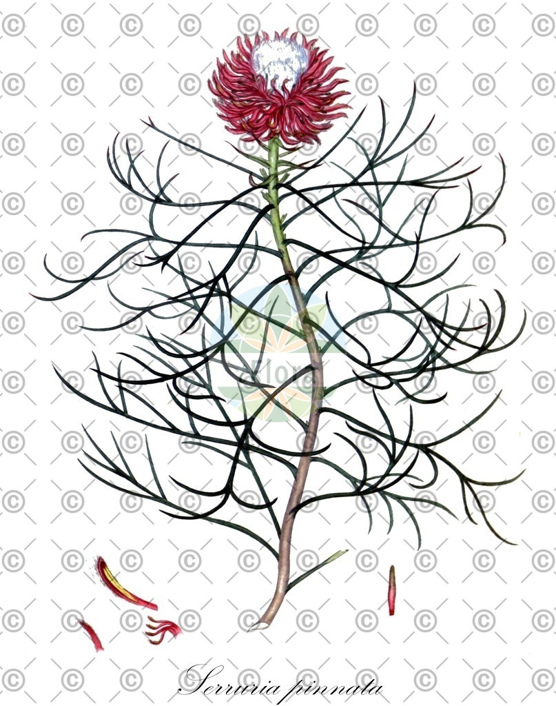Histabb_EMP_28171_SRC_Koehler_1887_SIMPLE | Historische Abbildung von Serruria pinnata - Proteaceae | Historical Illustration of Serruria pinnata - Proteaceae