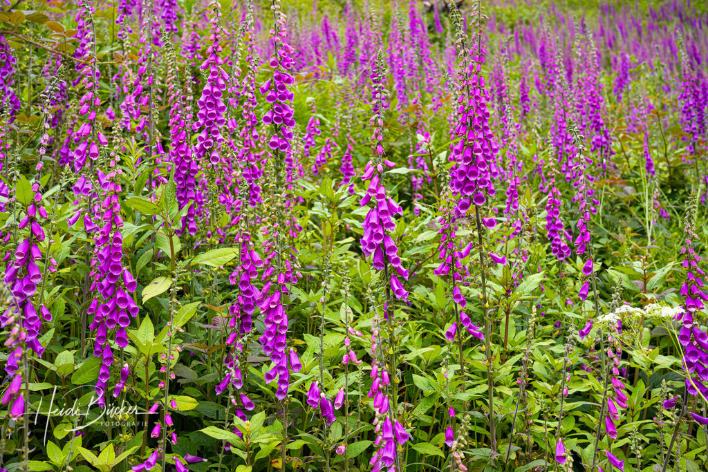 Roter Fingerhut | Roter Fingerhut  - Realisiert mit Pictrs.com