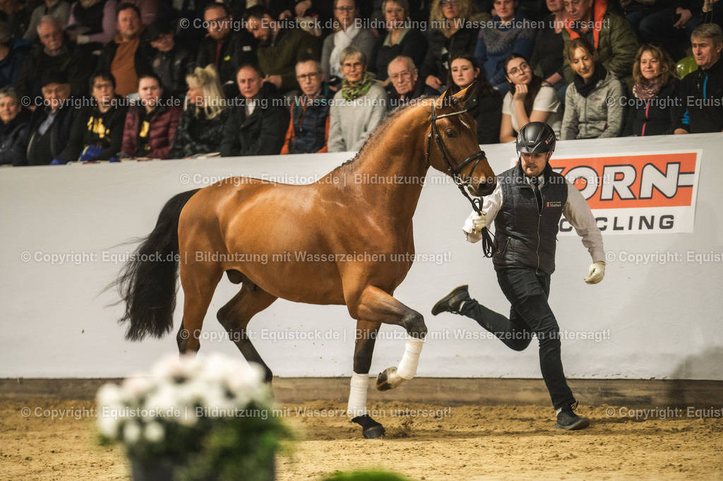 20240302_Hengstvorstellung_Marbach_TOMsPiC_0265 | equistock