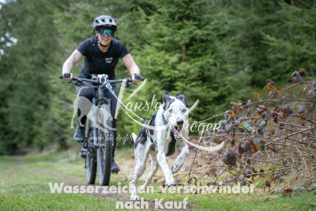 1311_ZZ93954 | kk-dogfotos