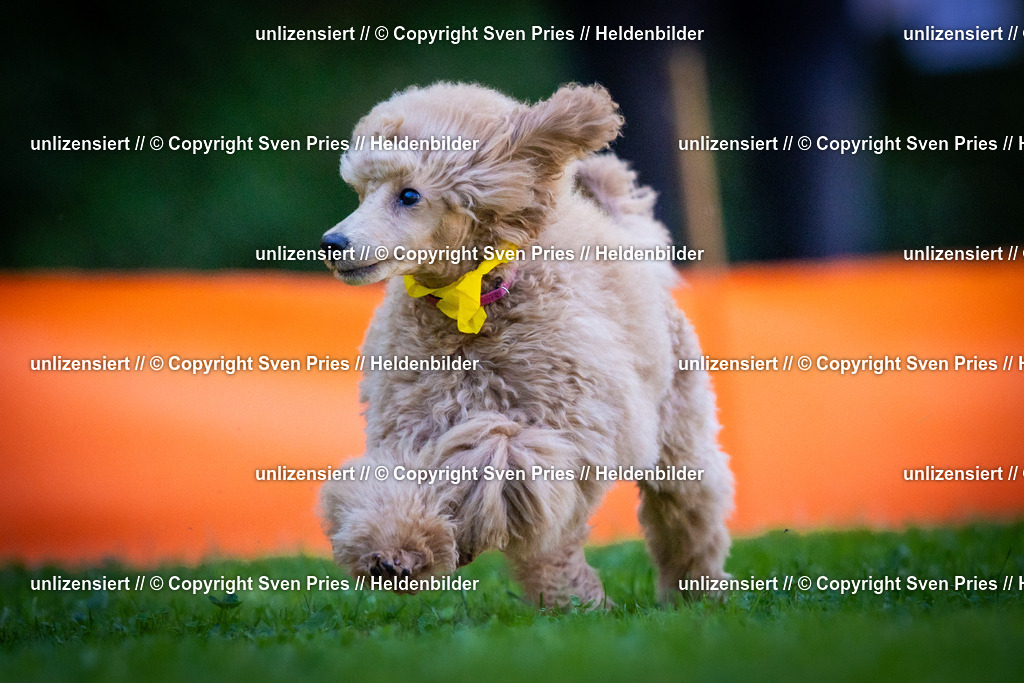 Sven Pries | 2025-08-10 - Hunderennen Durlach - Realisiert mit Pictrs.com