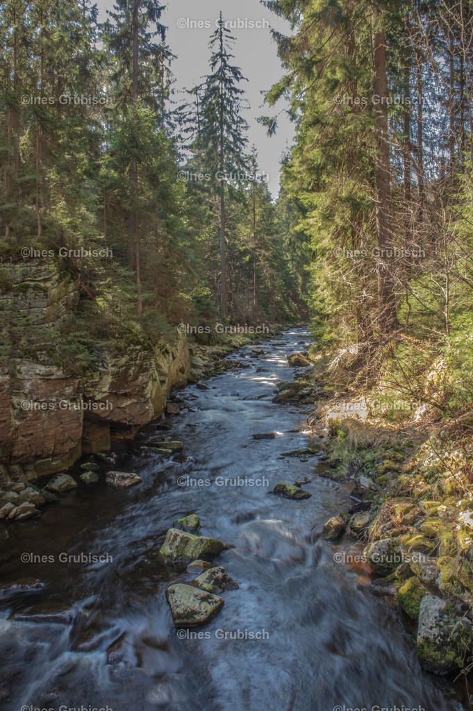 Schwarzwassertal | Lila Lubbenbomm - Artwork by Ines Grubisch - Realisiert mit Pictrs.com
