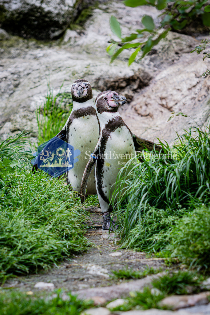 IMG_5500 | SportEventFotografie - Roman Stoiber