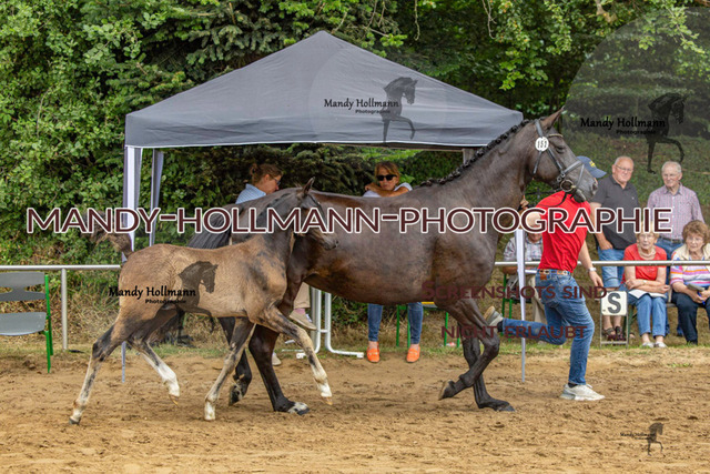 Sage Haast DR-788 | mandyhollmannphotographie