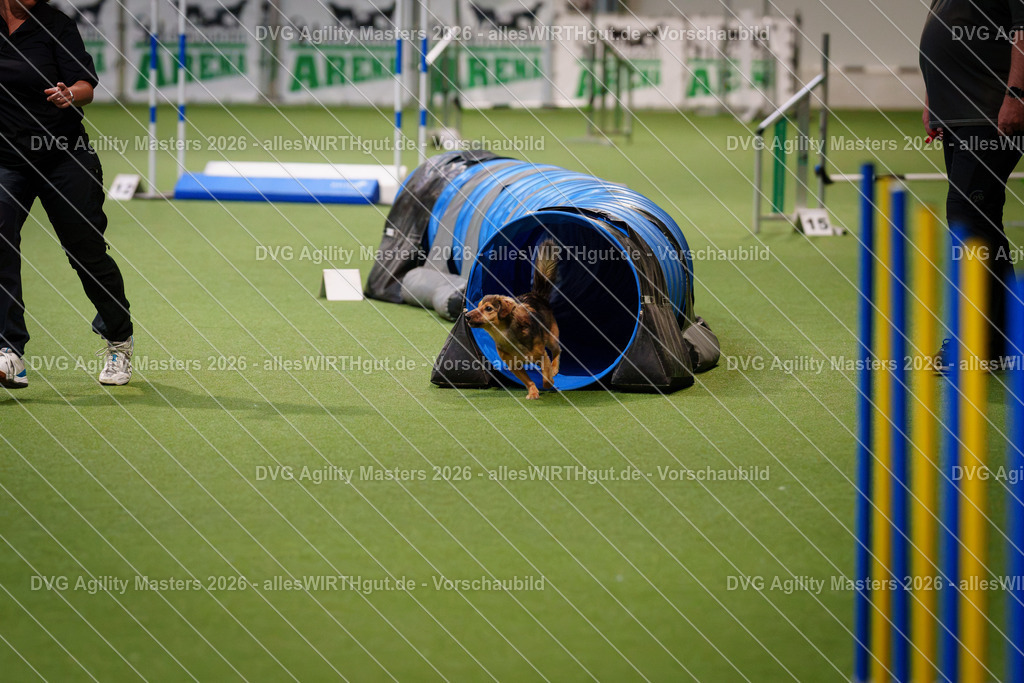 allesWIRTHgut_Tierfotografie-DVG_Agility_Masters_2026-08_25-7R508092 | Professionelle Tierfotografie in Mönchengladbach von Daniel Wirth (allesWIRTHgut). Liebevolle & natürliche Bilder von Hunden & Katzen für unvergessliche Erinnerungen.