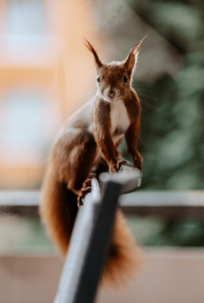 Eichhörnchen Paul  | Print Shop 
Fotografie
Posterdruck
Landschaftsfotografie
Reisefotografie
Naturfotografie
Anja Brandes Poster 
Anja Brandes Photography 
Prints for Walls 
Printable 
Posterdrucke
Poster aesthetic 
Poster Wall 
Poster Prints 
Poster schwarz weiß - Realisiert mit Pictrs.com