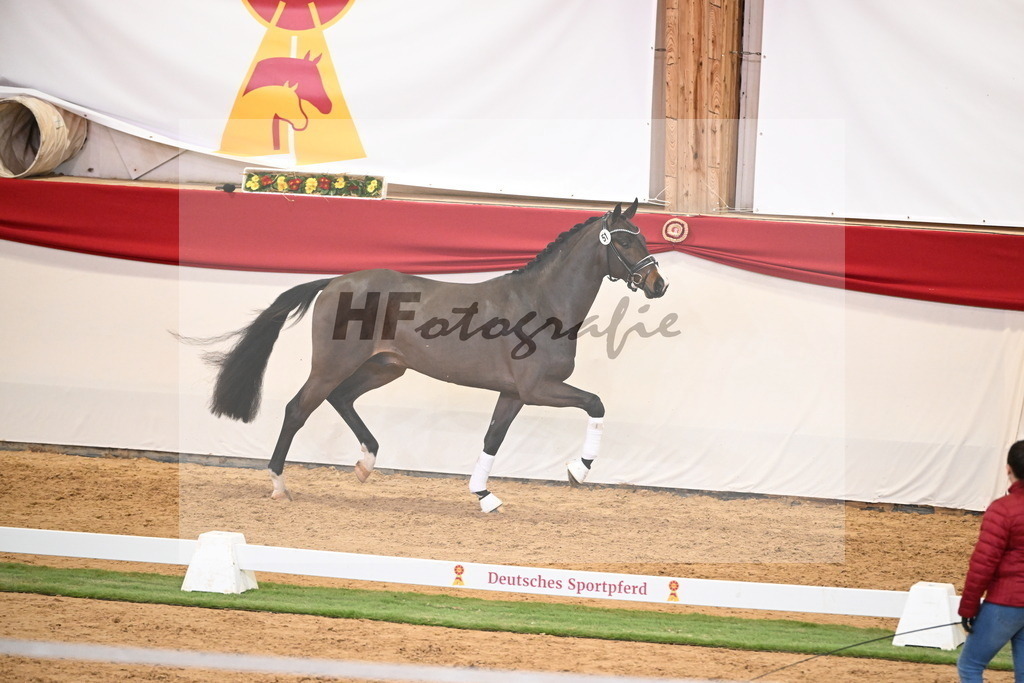 Kat.-Nr. 51 v. Donkey Boy_Lenzen_2250217 | hf-fotografie - Realisiert mit Pictrs.com