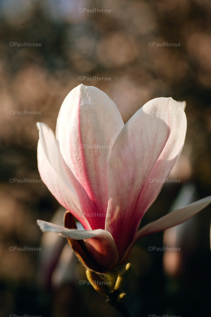 20220324_PaulHense_S0039_DSC03534 | paulhense - Realisiert mit Pictrs.com