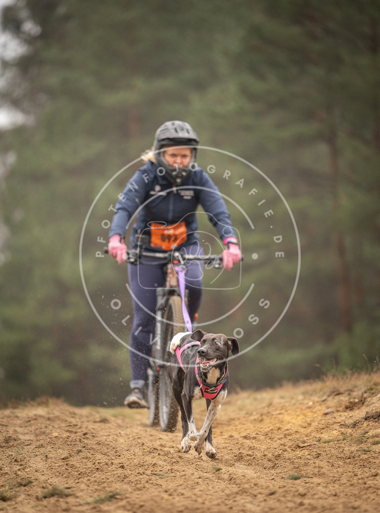 Pfotenfotografie_DV3A3001 | Hundefotografie, Tierfotograf, Pfotenfotografie, Fotoshooting Hund, Hunde Portrait, Hundesport, Hundeportraits, Heideshooting, Hunde, Sportfotograf, Hundefotograf, Turnierhundsport, THS,  - Realisiert mit Pictrs.com