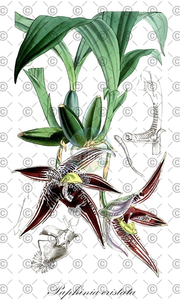 HistAbb_wfo-0000264054_2_ENZY_Simple | Historische Abbildung von Paphinia cristata - Orchidaceae | Historical Illustration of Paphinia cristata - Orchidaceae