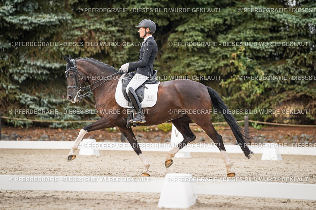 DSC08940 | Pferdegrafie