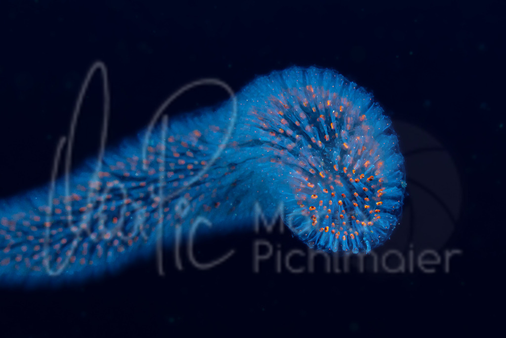 Forskalia edwardsi | DE: Rotgepunktete StaatsqualleEN: Big siphonophore - Realisiert mit Pictrs.com