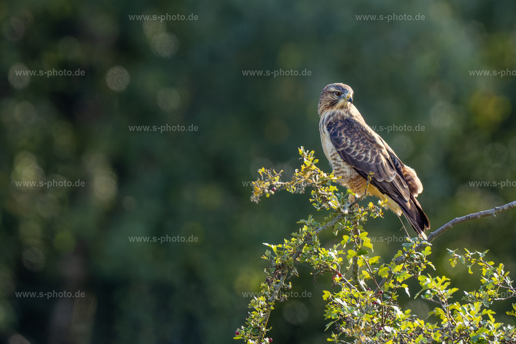 Bussard | Der majestätische Mäusebussard - Realisiert mit Pictrs.com