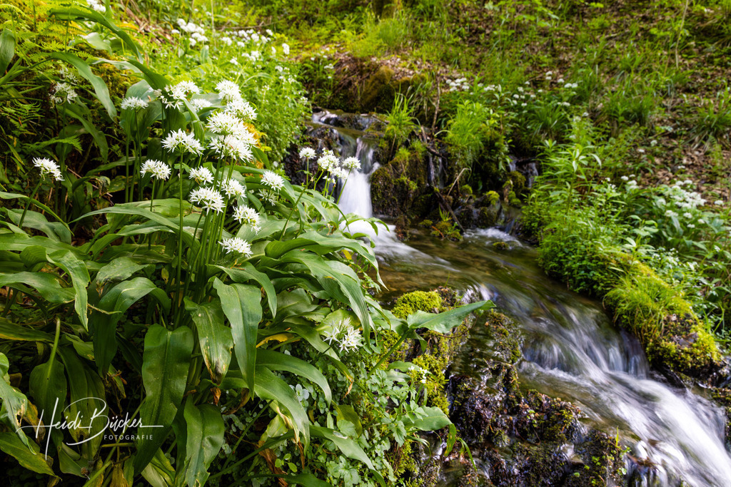 Blühender Bärlauch | Blühender Bärlauch an einem Bachlauf - Realisiert mit Pictrs.com
