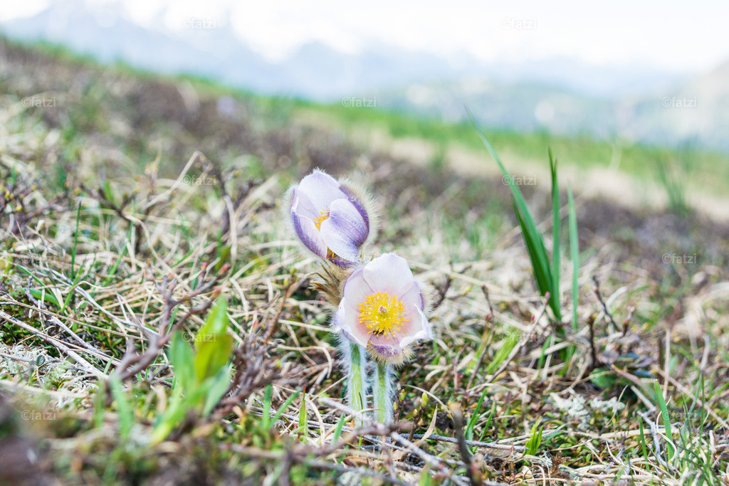 Lesachtal-Juni21_122251-k | Fatzi Bilder-Archiv! 
Die Bilder sind für private Nutzung lizenzfrei. Die kommerzielle Nutzung ist möglich und erwünscht, jedoch bitte ich um vorherige Kontaktaufnahme per E-Mail (info@fatzi.at) oder unter +43 650 7828269 - Realisiert mit Pictrs.com