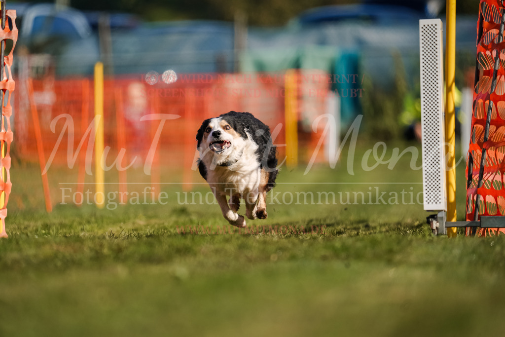 20250928_Hunderennen-85 | MuT (Mensch und Tier) mit Mona - Fotografie und Tierkommunikation - Realisiert mit Pictrs.com
