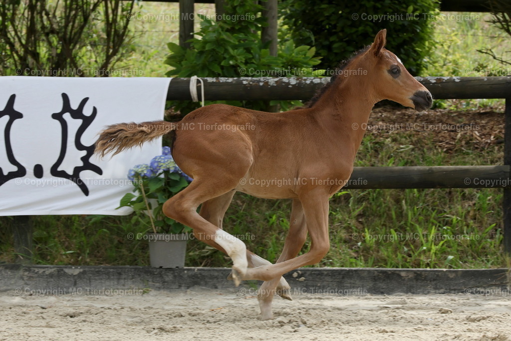3H5A6274B7 | Pferdefotos online bestellen - Realisiert mit Pictrs.com