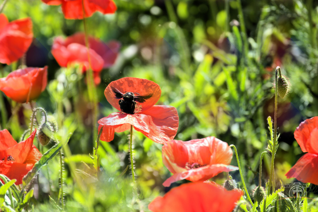 BW-Mohn-0004 | Entdecken Sie eine vielfältige Auswahl individueller Fotos zum Kauf auf picturalux.de. Finden Sie hochwertige Bilder für Ihre Projekte, die Ihre Botschaft perfekt unterstreichen. Stöbern Sie jetzt und verleihen Sie Ihren Inhalten das gewisse Etwas! - Realisiert mit Pictrs.com
