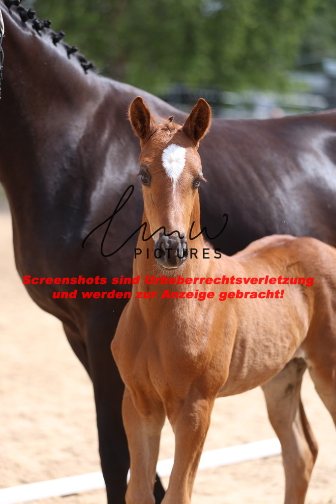 Fohlenschau_Schwäbisch_Hall_dressurbetonte_Fohlen_KN 4_15 | lmwpictures - Realisiert mit Pictrs.com